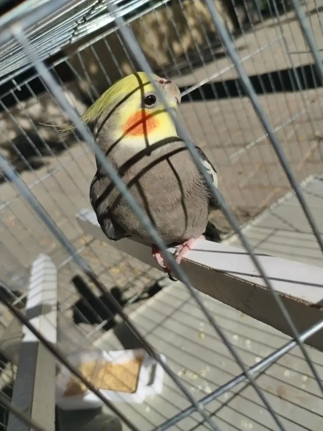 عروس سخنگو|پرنده|بوکان, |دیوار