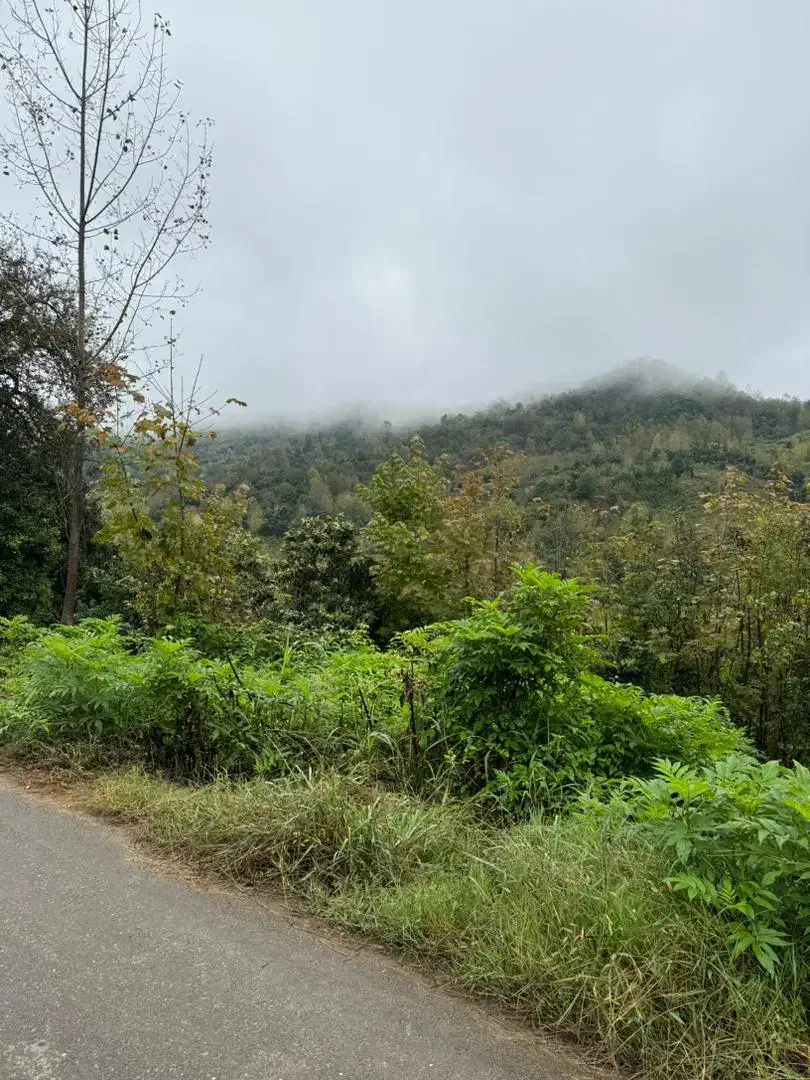 250 متر مسکونی ویوجنگلی، کاسبی|فروش زمین و ملک کلنگی|املش, |دیوار