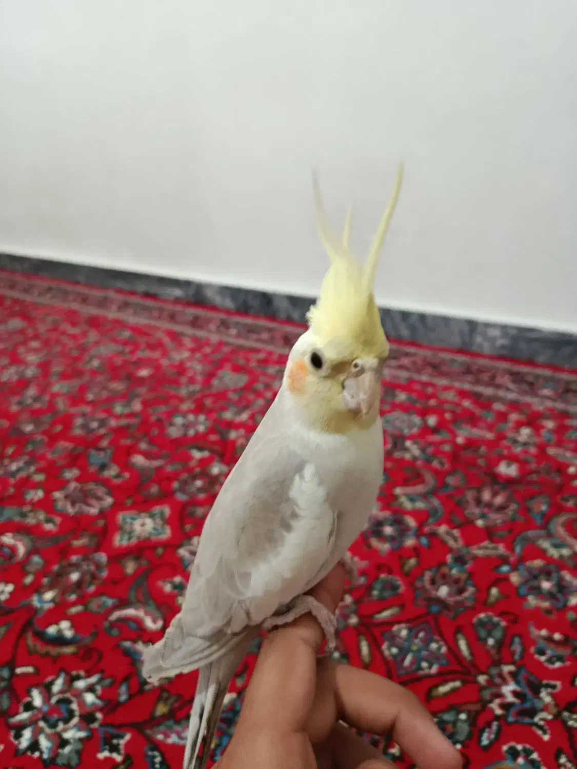 عروس هلندی|پرنده|کنگاور, |دیوار