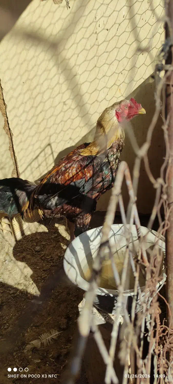 مرغ و خروس لاری|حیوانات مزرعه|تهران, شهرک طالقانی|دیوار