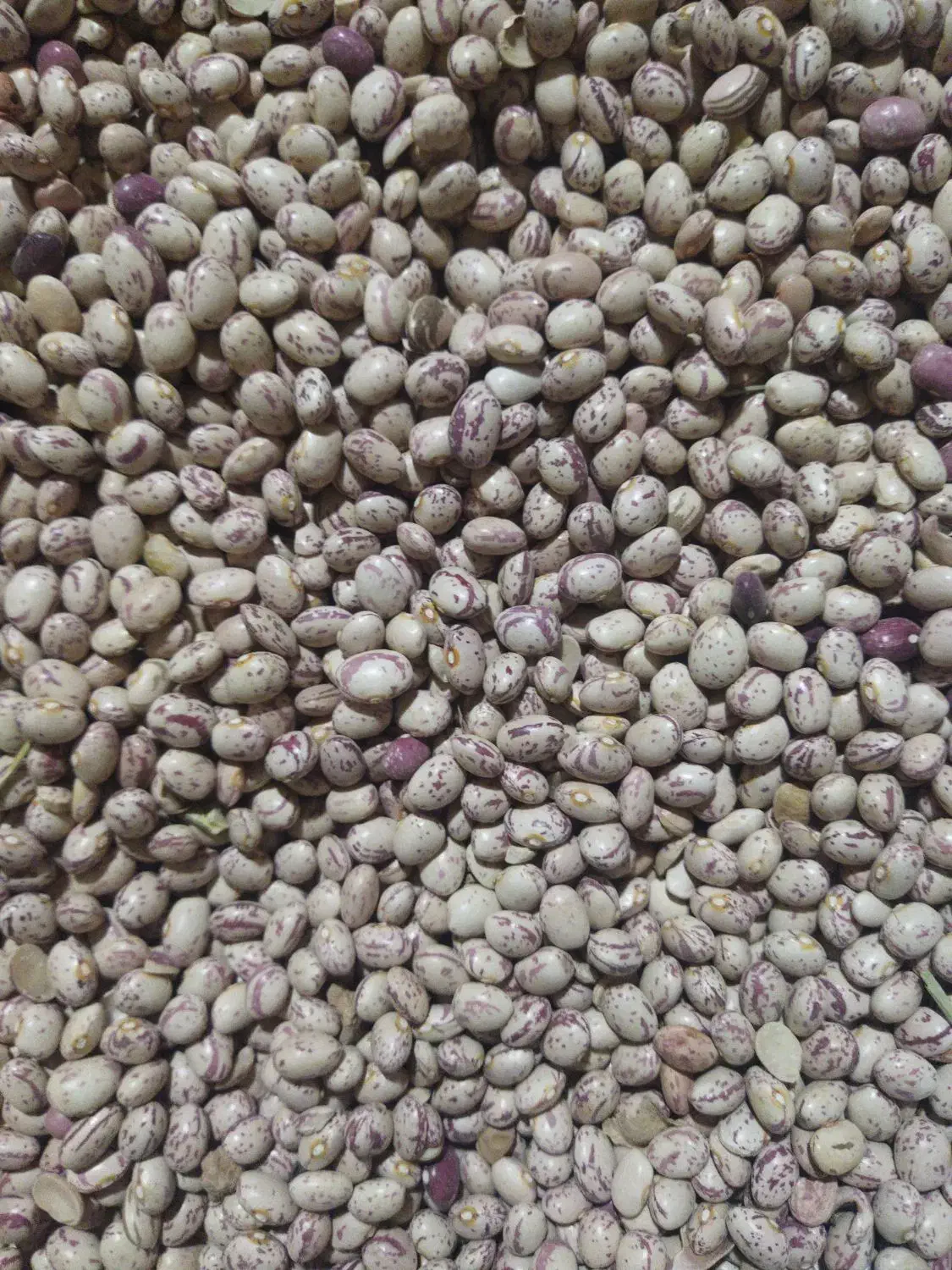 لوبیا چیتی|عمده‌فروشی|آباده, |دیوار