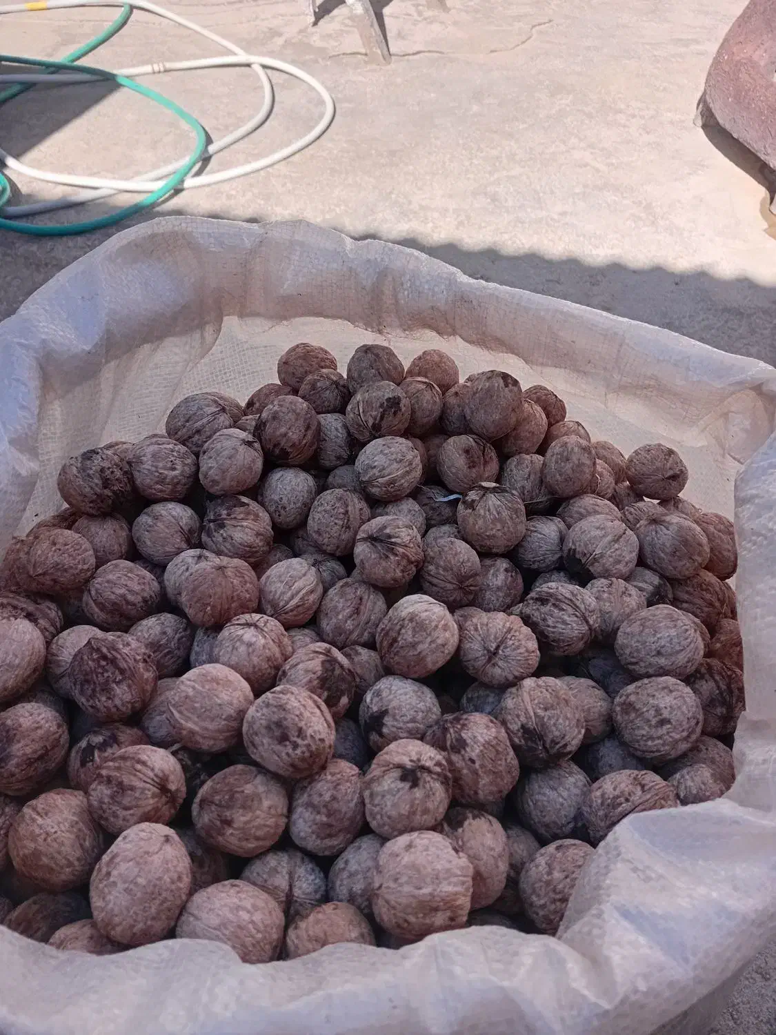 حدود ۵۰ کیلو گردو تازه امسال|خوردنی و آشامیدنی|اردل, |دیوار