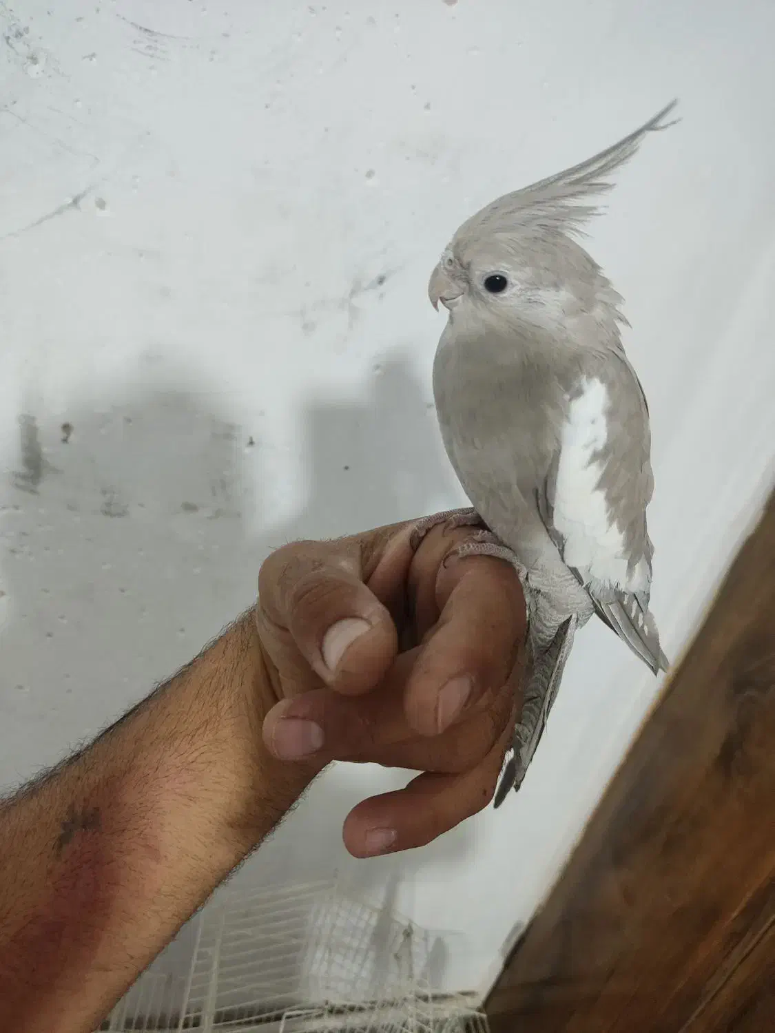 گمشده عروس هلندی|پرنده|رباط‌کریم, رباط‌کریم|دیوار