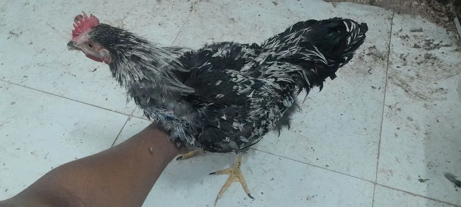 خروس قفس مرغ تخمگذار|حیوانات مزرعه|مشهد, کشف|دیوار