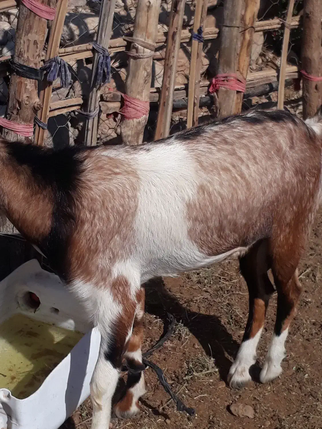 نری خب و گوشتی|حیوانات مزرعه|فین, |دیوار