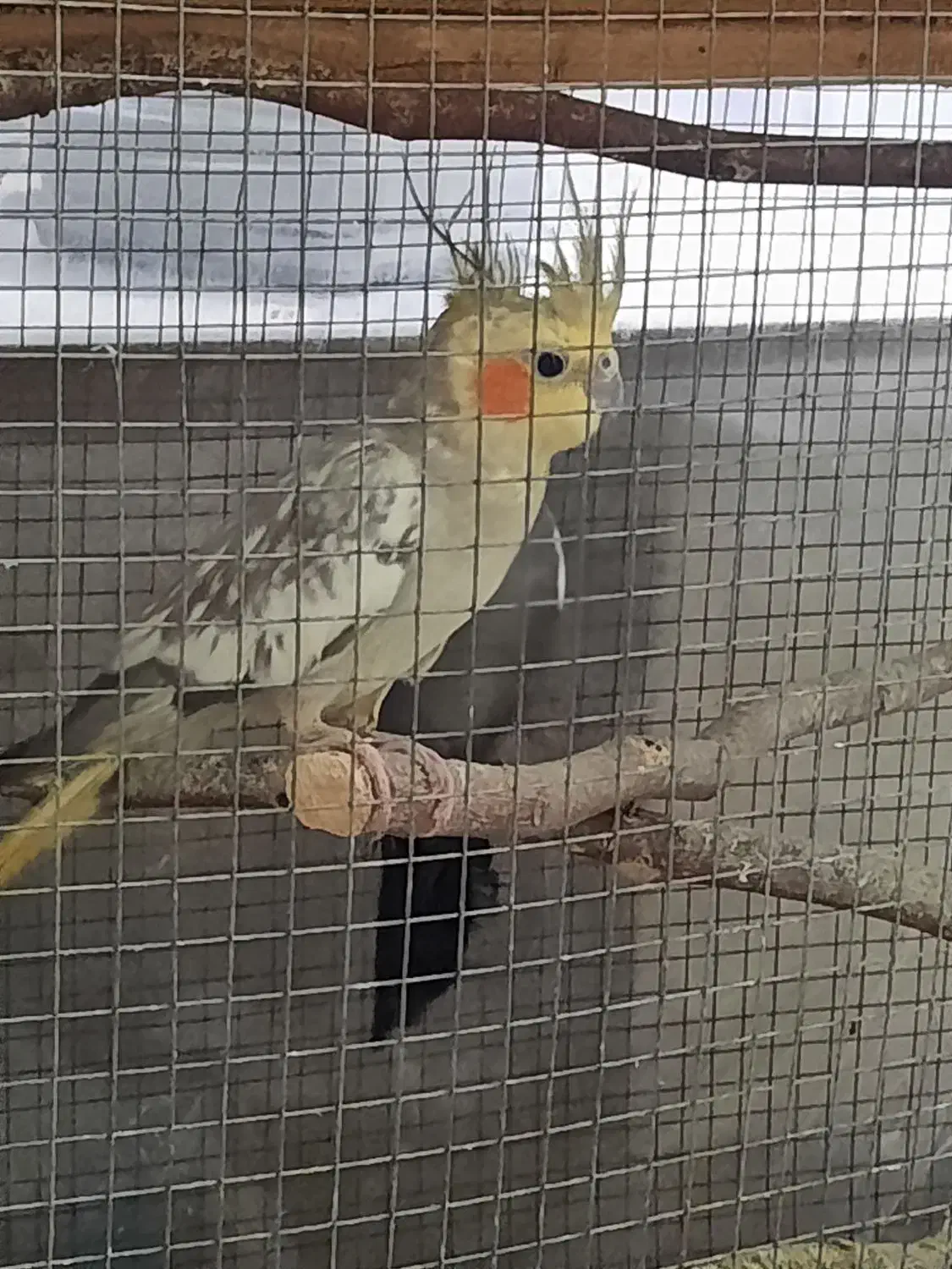 طوطی عروس هلندی بالغ|پرنده|بابل, |دیوار