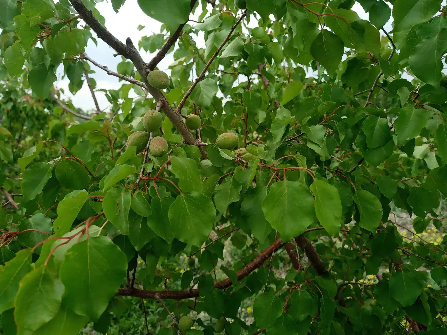 نهال بارده ۵ ساله|خدمات باغبانی و درختکاری|نوشین شهر, |دیوار