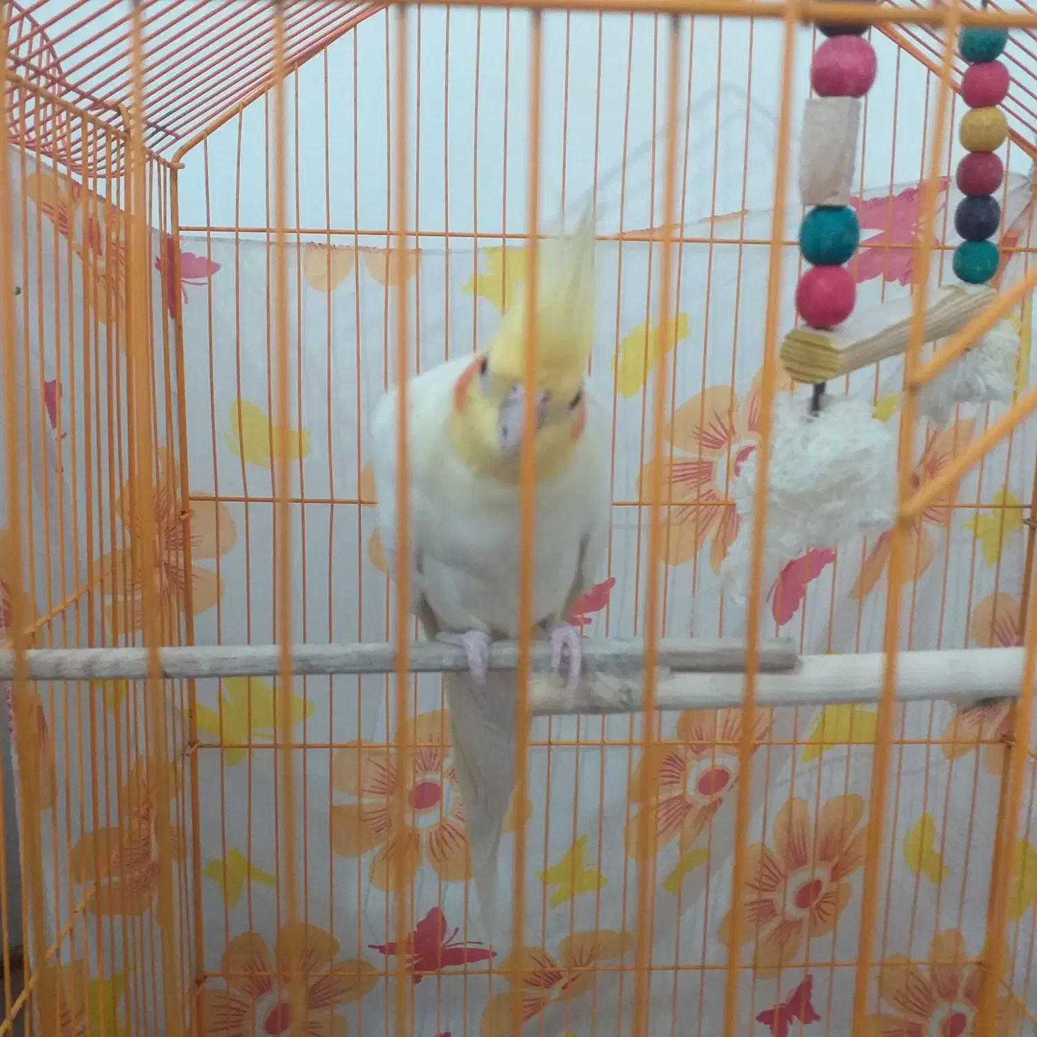 عروس هلندی|پرنده|بجنورد, |دیوار