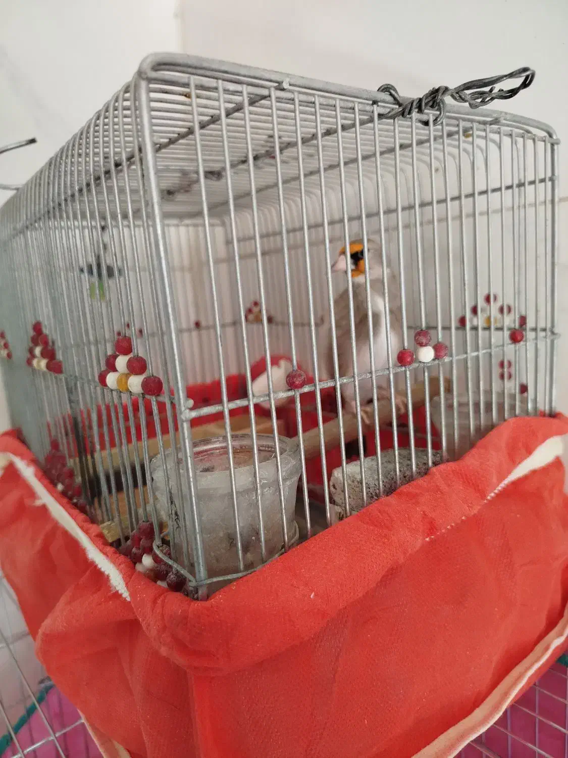 سهره دورگ|پرنده|شیراز, کوشک میدان|دیوار