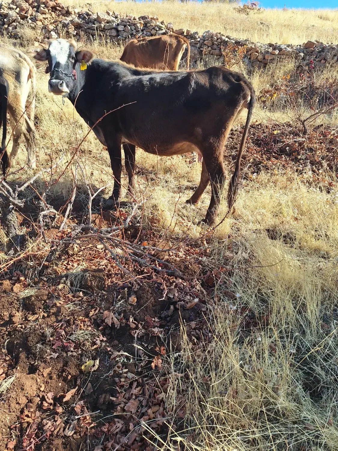 دو راس گاو بومی ترو تمیز|حیوانات مزرعه|جوانرود, |دیوار
