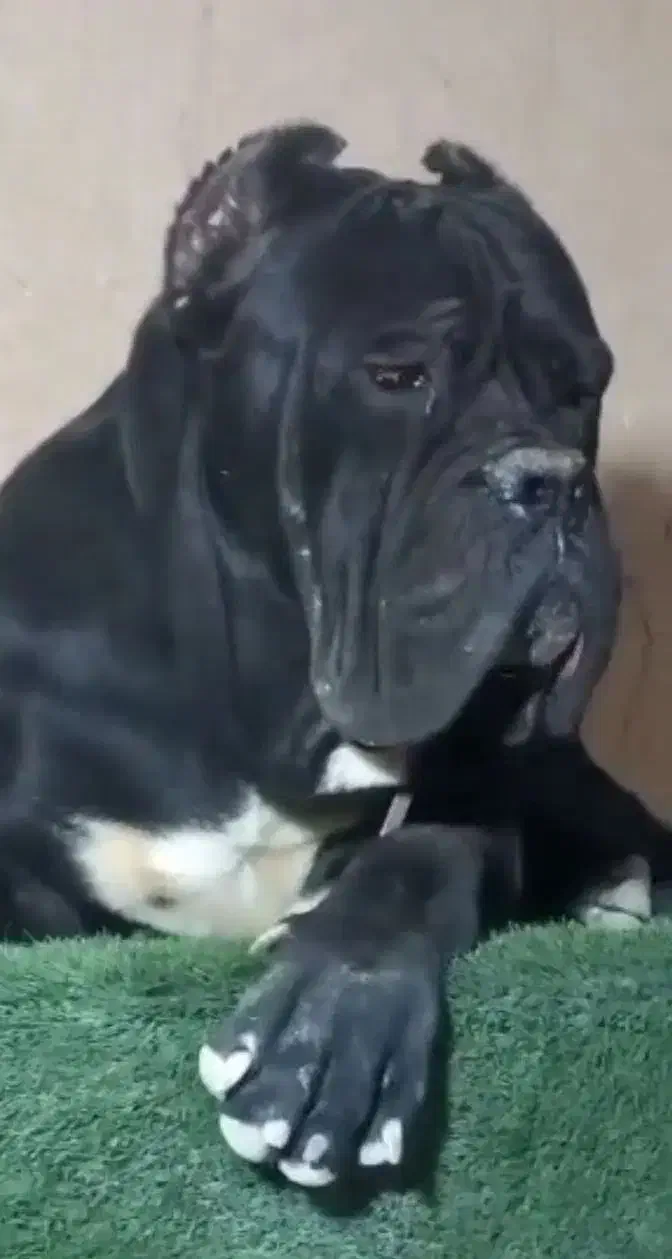 نر کنکورسو جهت کشش کن کورسو کشش جفت یابی|سگ|صفادشت, |دیوار