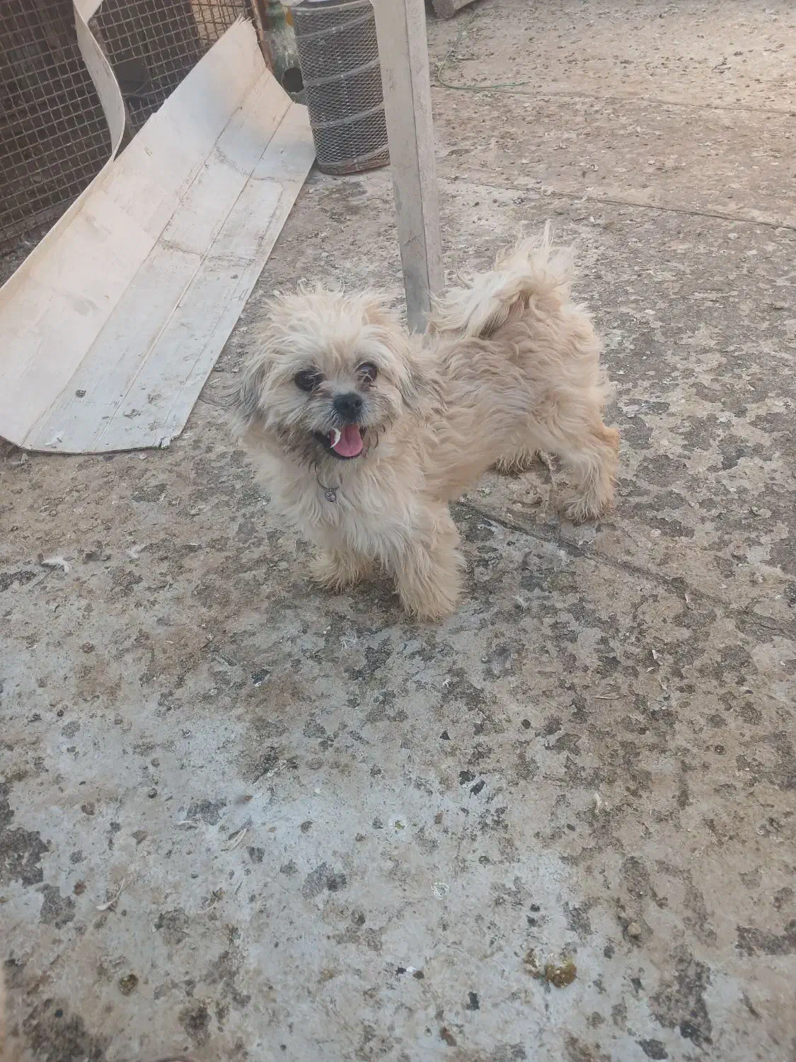 فروش سگ پاکوتاه نر و ماده شیتزو ماده شناسنامه دار|سگ|هشتگرد, هشتگرد قدیم|دیوار