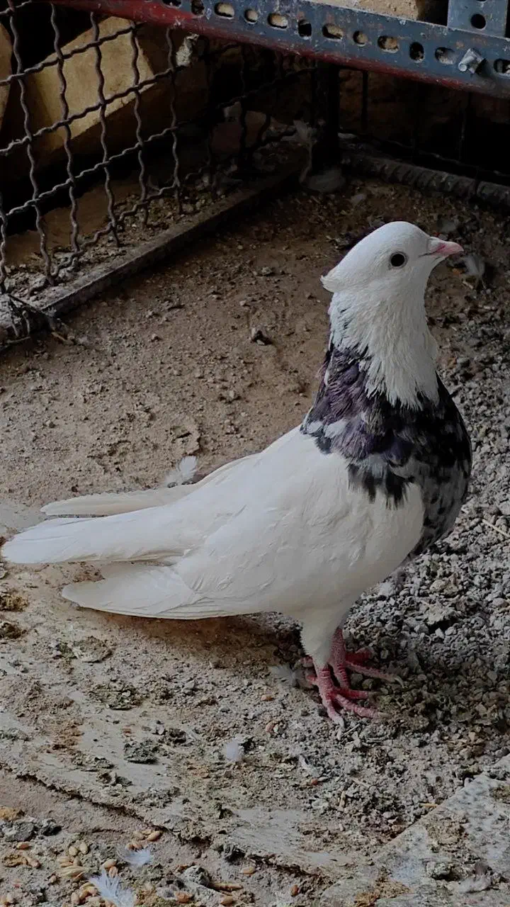 کفتر طوقی دونه 500|پرنده|مهریز, |دیوار