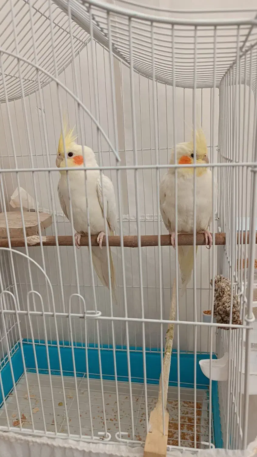 عروس هلندی|پرنده|پیرانشهر, |دیوار