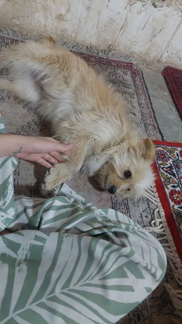 سگ دستی|سگ|کرمانشاه, |دیوار