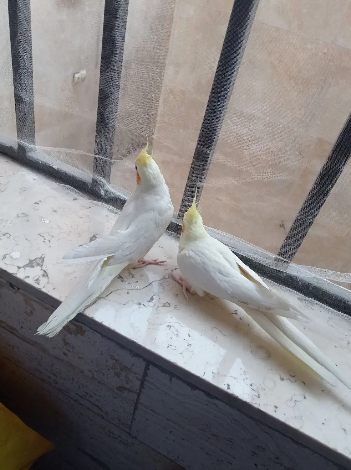 عروس هلندی مولد|پرنده|تهران, مسعودیه|دیوار