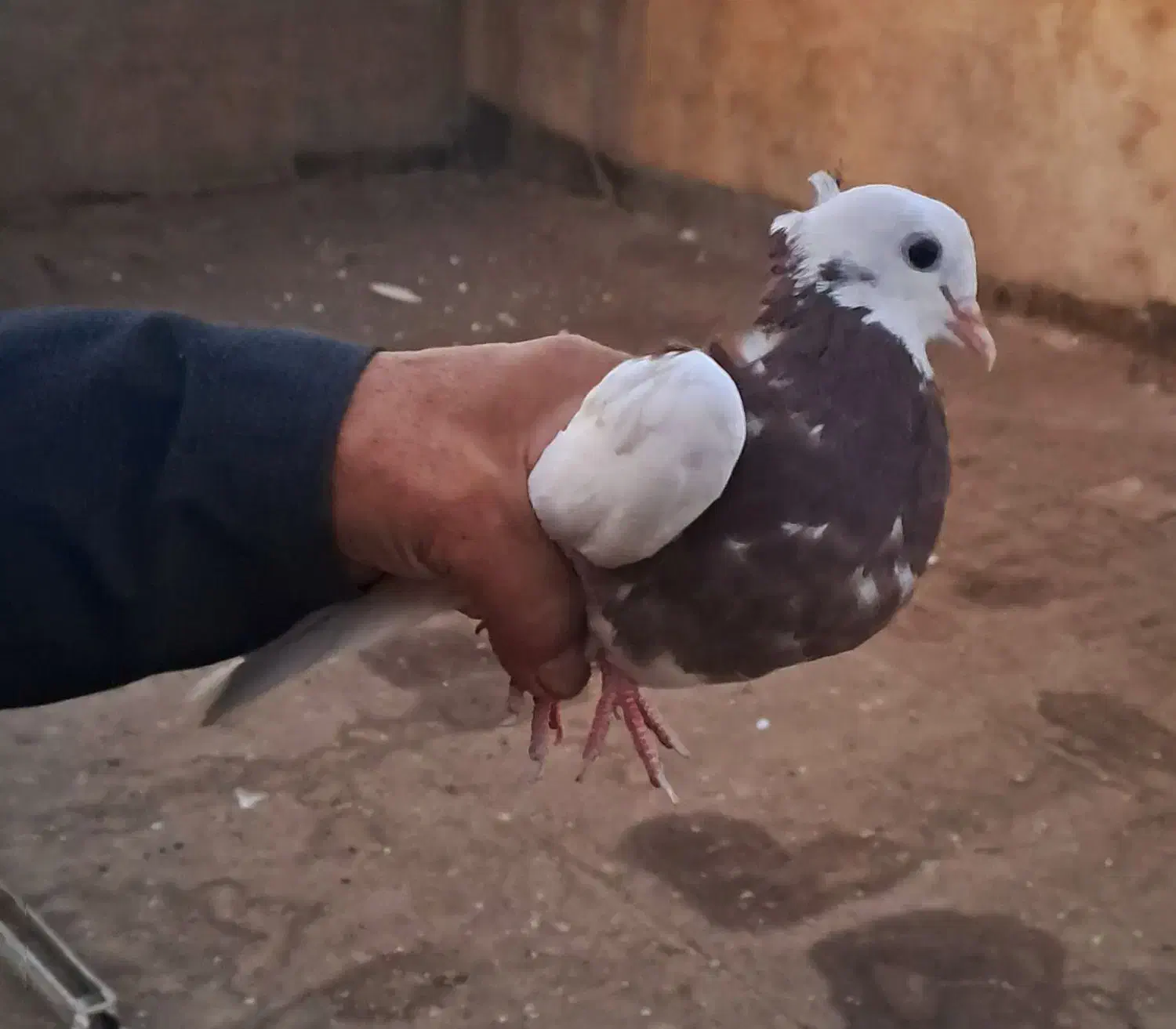 جوجه طوقی|پرنده|تربت جام, بیست متری منبع آب|دیوار