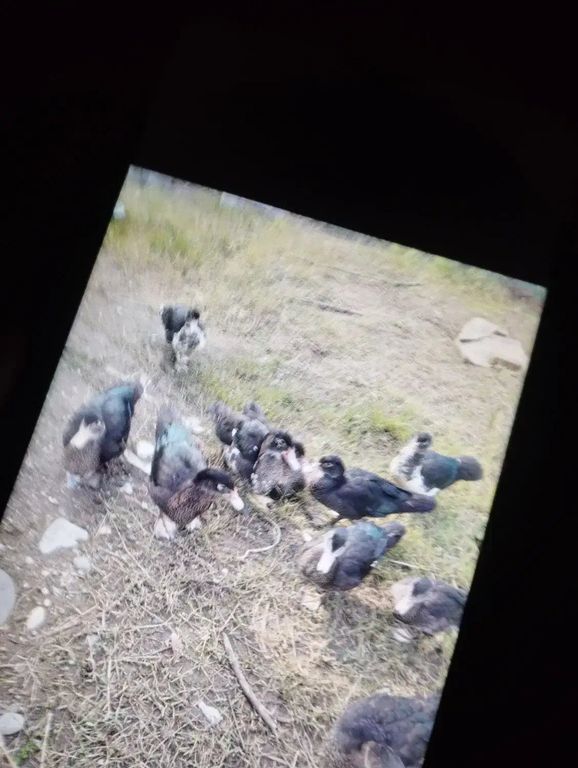 اردک اسراعیل|حیوانات مزرعه|اسالم, |دیوار