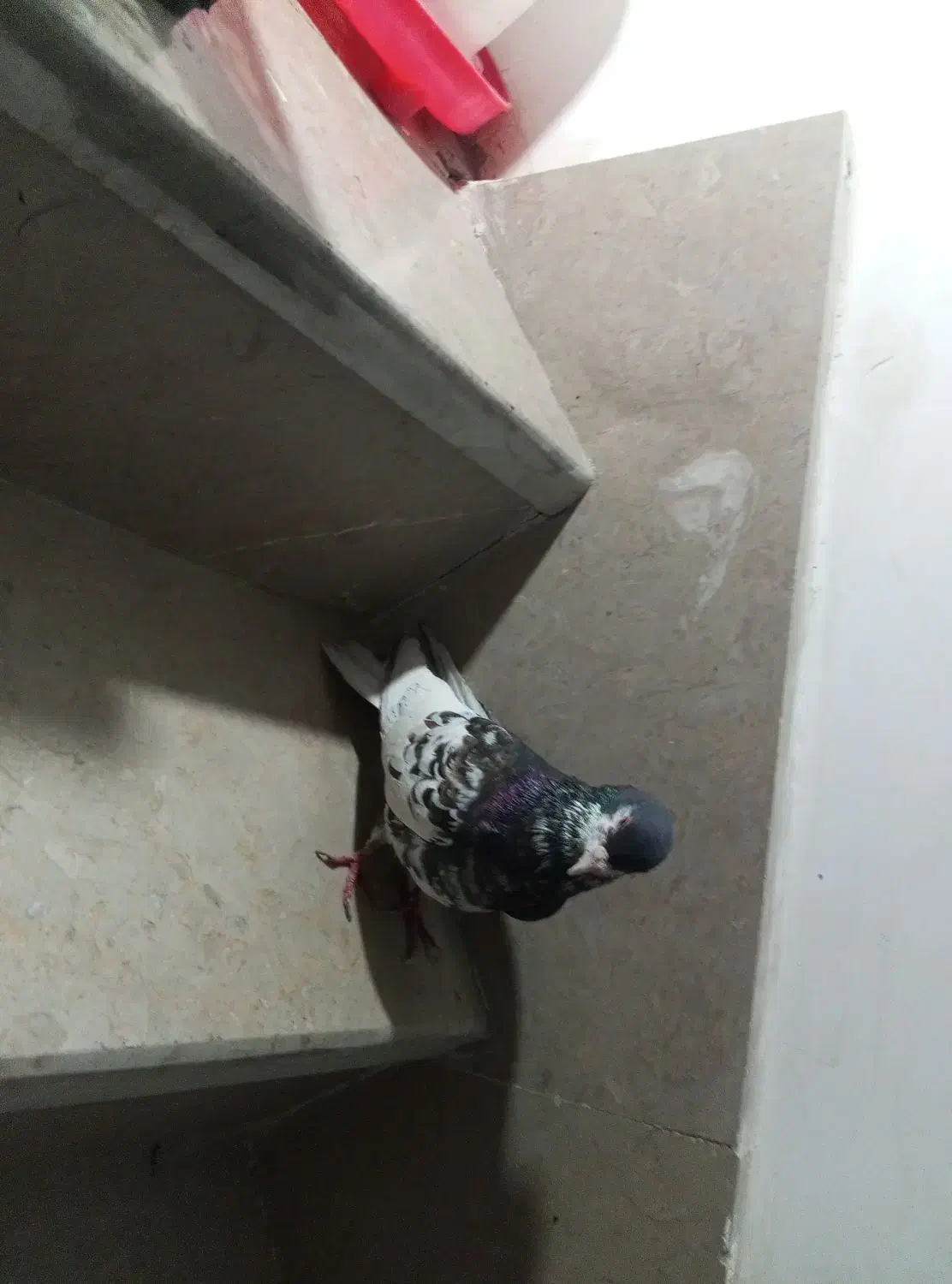 سه تا کفتر گرفتنی|پرنده|مرودشت, بهارستان|دیوار