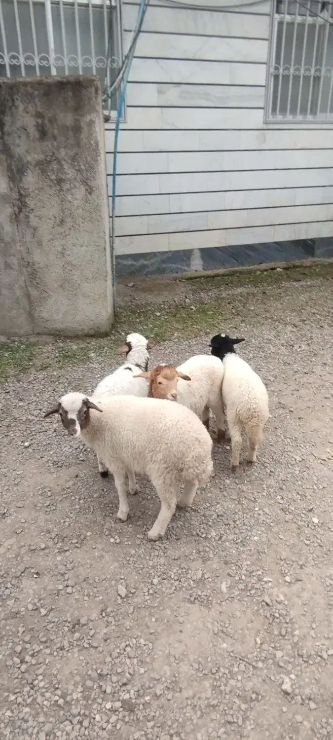 3بزقاله 5بره تالشی|حیوانات مزرعه|شاندرمن, |دیوار