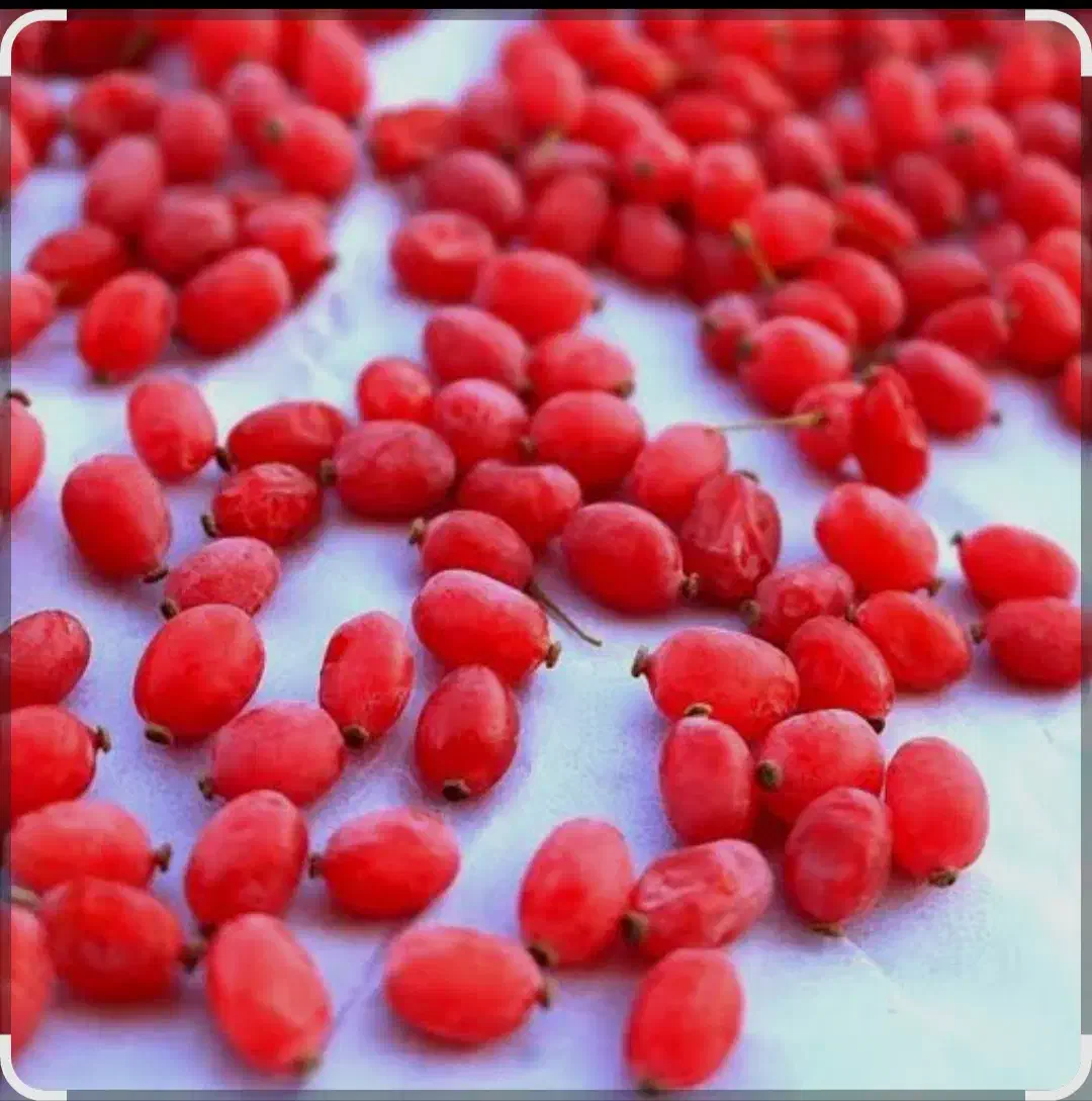 زرشک دون شده آبدار|خوردنی و آشامیدنی|تهران, آشتیانی|دیوار