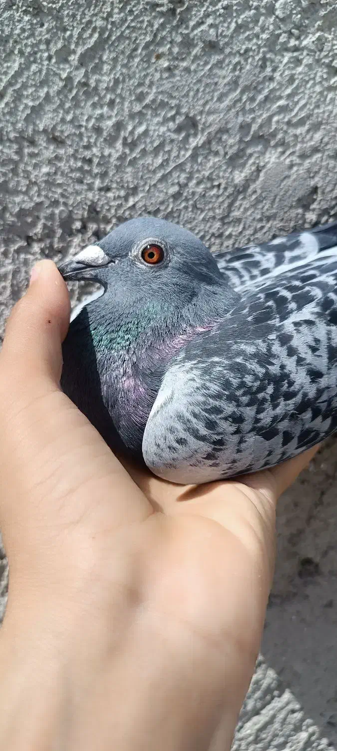 طلا|جواهرات|زابل, |دیوار