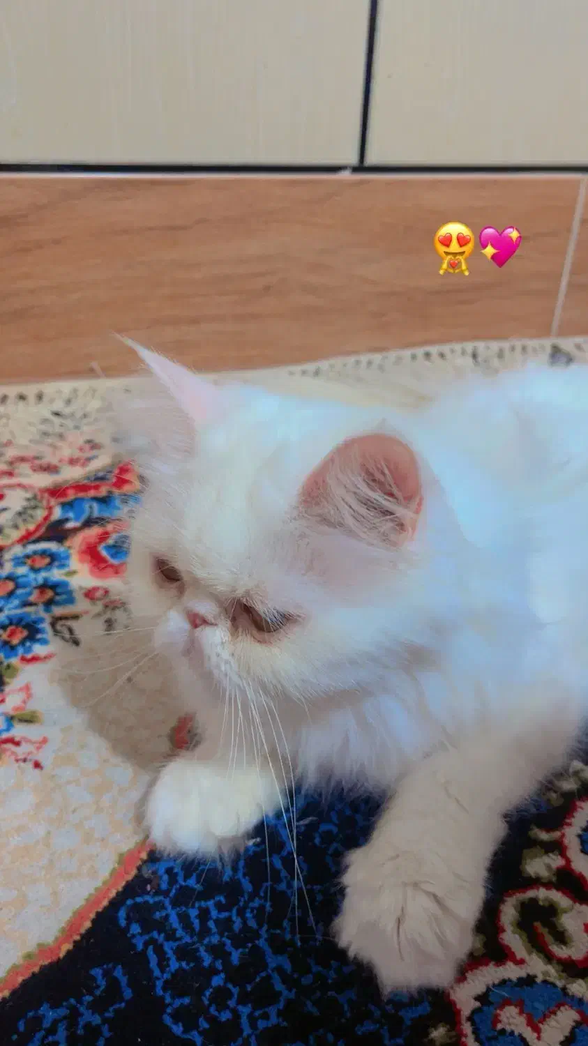 گربه|گربه|کردکوی, |دیوار