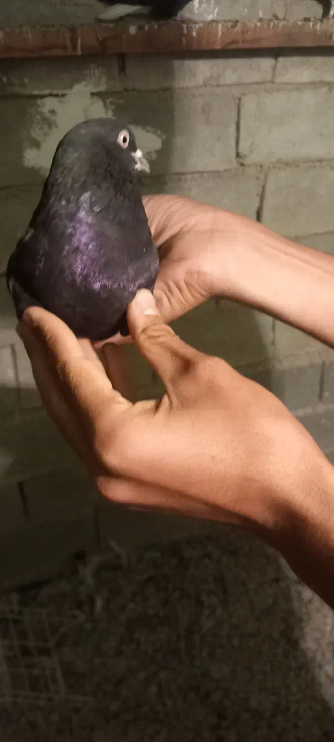 کفتر لوت|پرنده|چمران, |دیوار