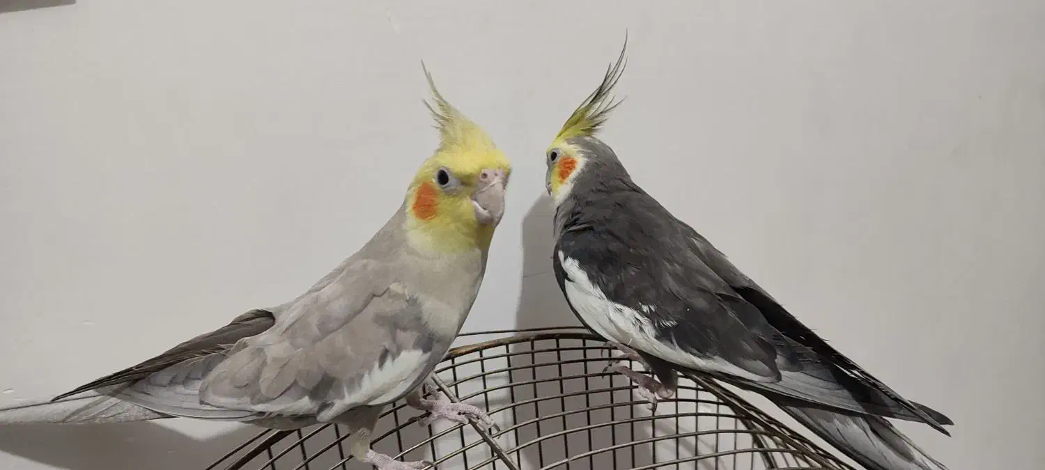 عروس هلندی|پرنده|تبریز, |دیوار