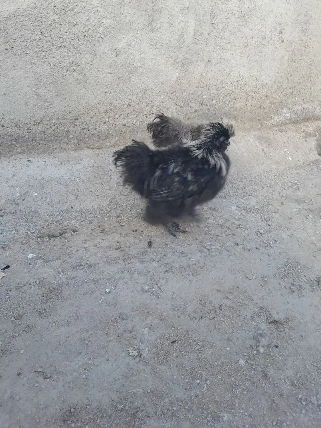 جوجه تزینی|حیوانات مزرعه|مشهد, مهدی آباد|دیوار