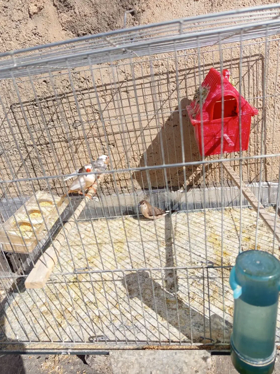 فنچ های زیبا با قفس|پرنده|سقز, |دیوار