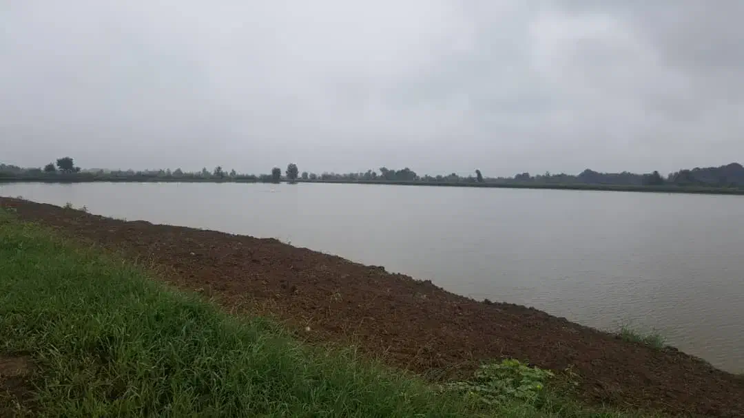 ۳۰ هکتار استخر ماهی کنار جاده ماسوله فروش متری ۷۵۰|فروش دفتر صنعتی، کشاورزی، تجاری|دماوند, دماوند|دیوار