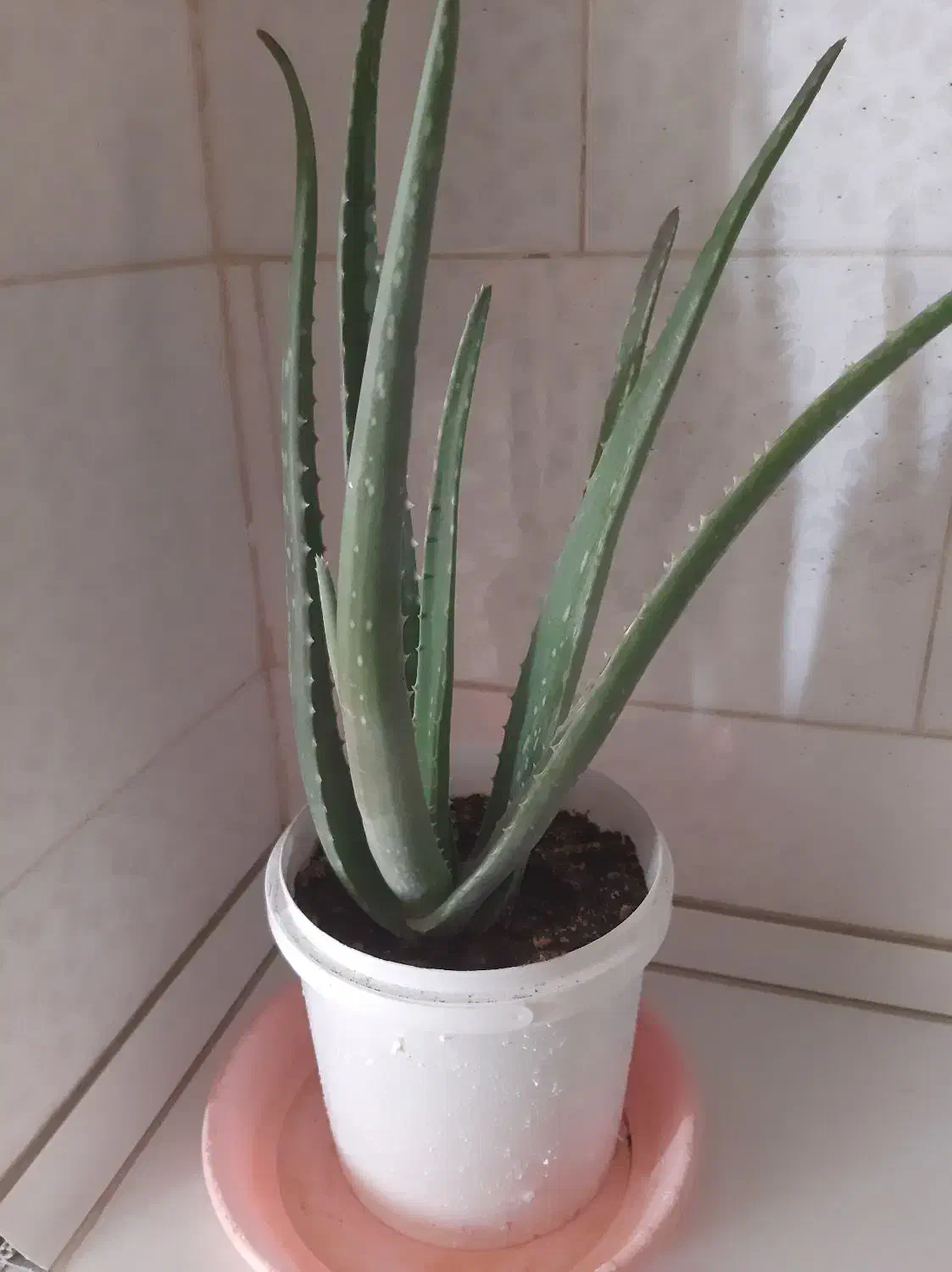 گلهای زیبا وآپارتمانی|گل و گیاه طبیعی|ایلام, |دیوار