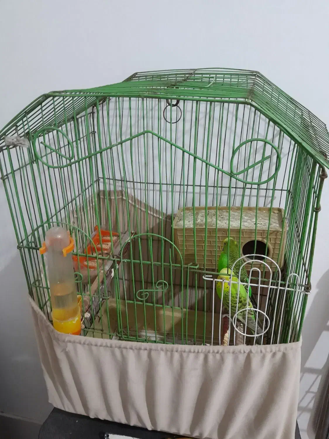 مرغ عشق|پرنده|پاکدشت, پاکدشت (مامازند)|دیوار