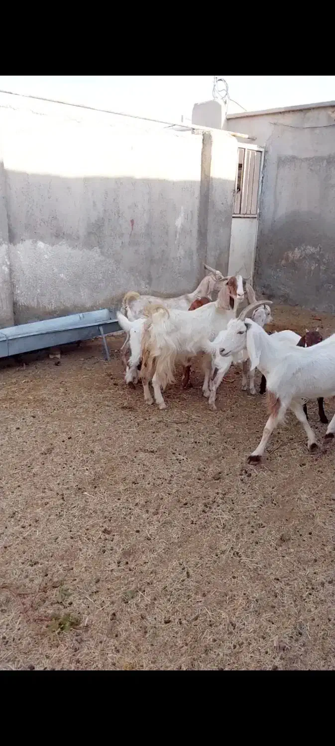 ۳ راس بز زایده|حیوانات مزرعه|کاشمر, |دیوار