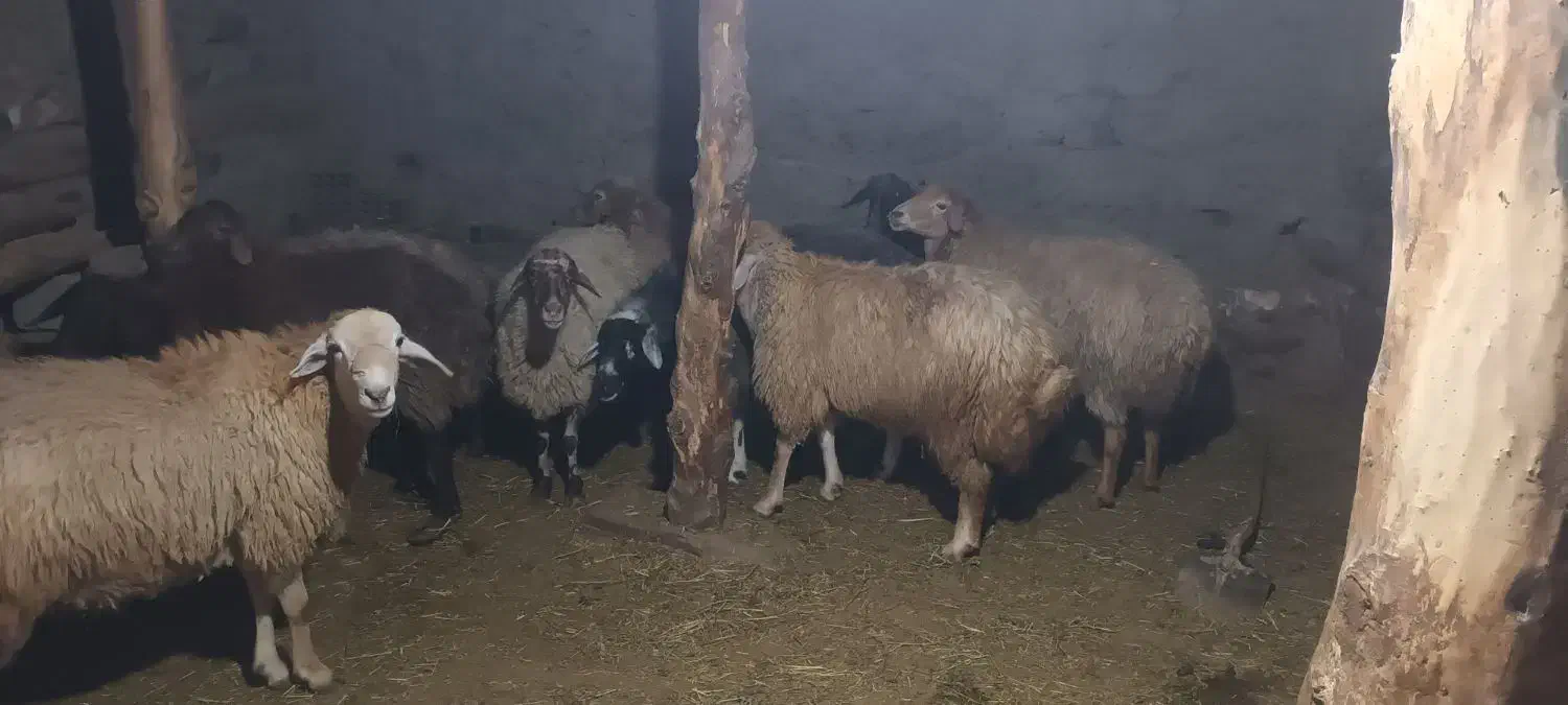 شش عدد گوسفند جوان چفتی ۳۴ملیون|حیوانات مزرعه|هوراند, |دیوار