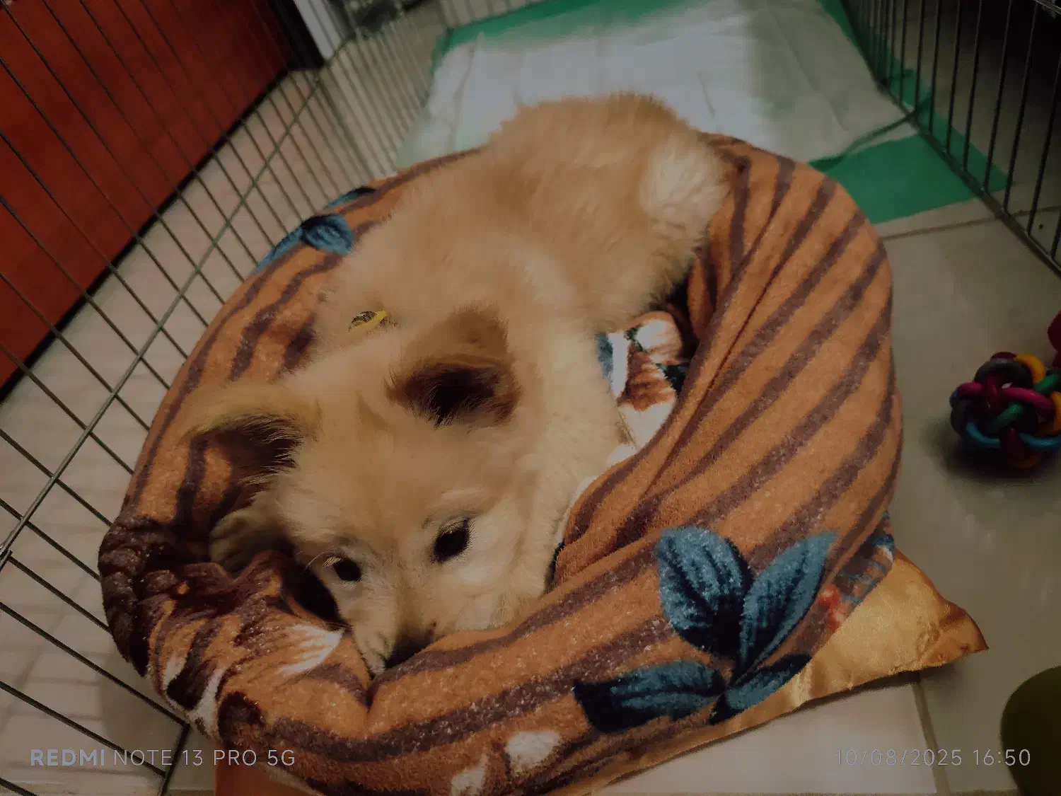 سگ پامرانین اشپیتز|سگ|شیراز, محراب|دیوار