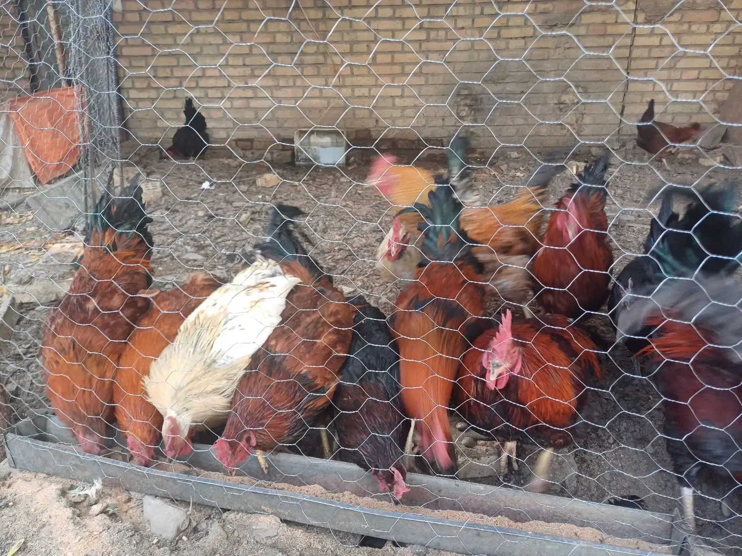 مرغ و خروس محلی|حیوانات مزرعه|مشهد, ویلاشهر|دیوار