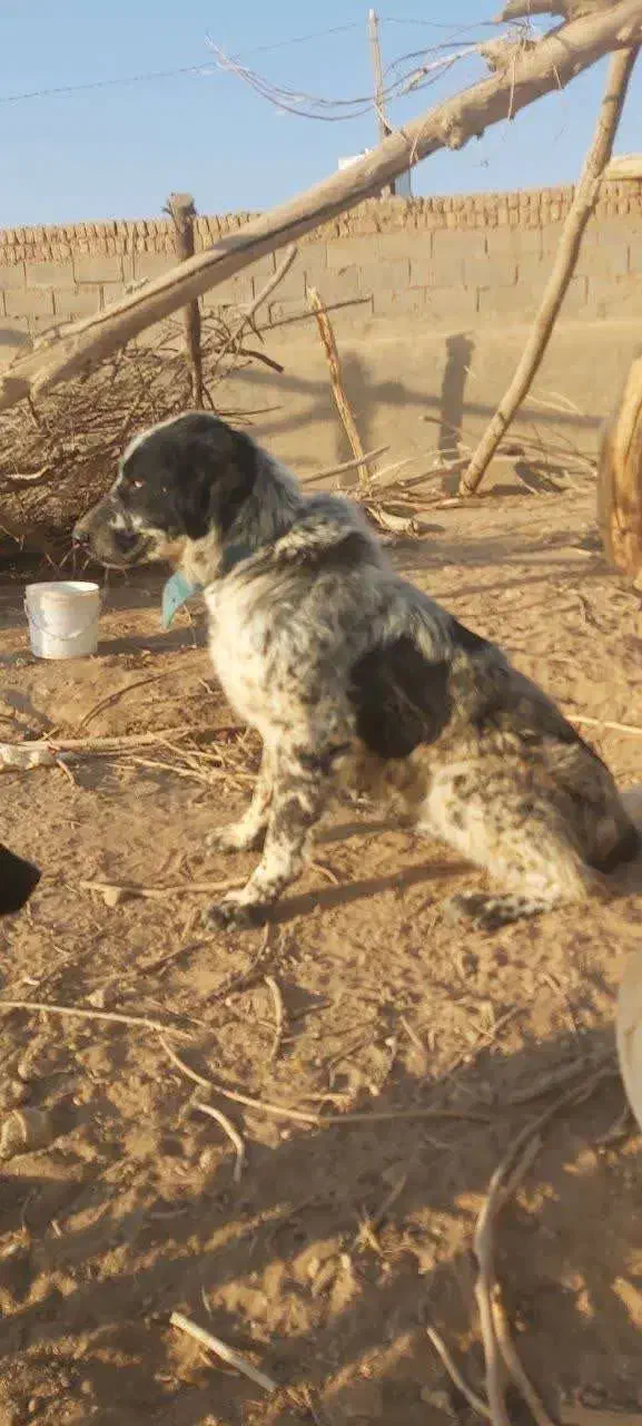 سگ گله ای قهدرجونی|سگ|بادرود, |دیوار