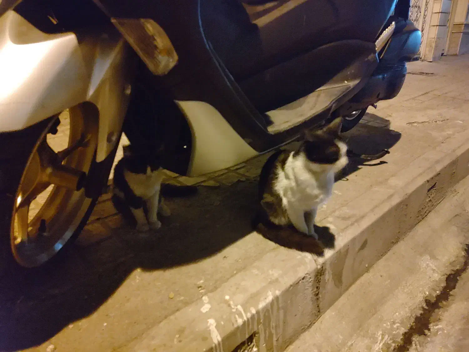 نیاز به سرپرست فوری گربه مادر و بچه|گربه|تهران, دهقان|دیوار