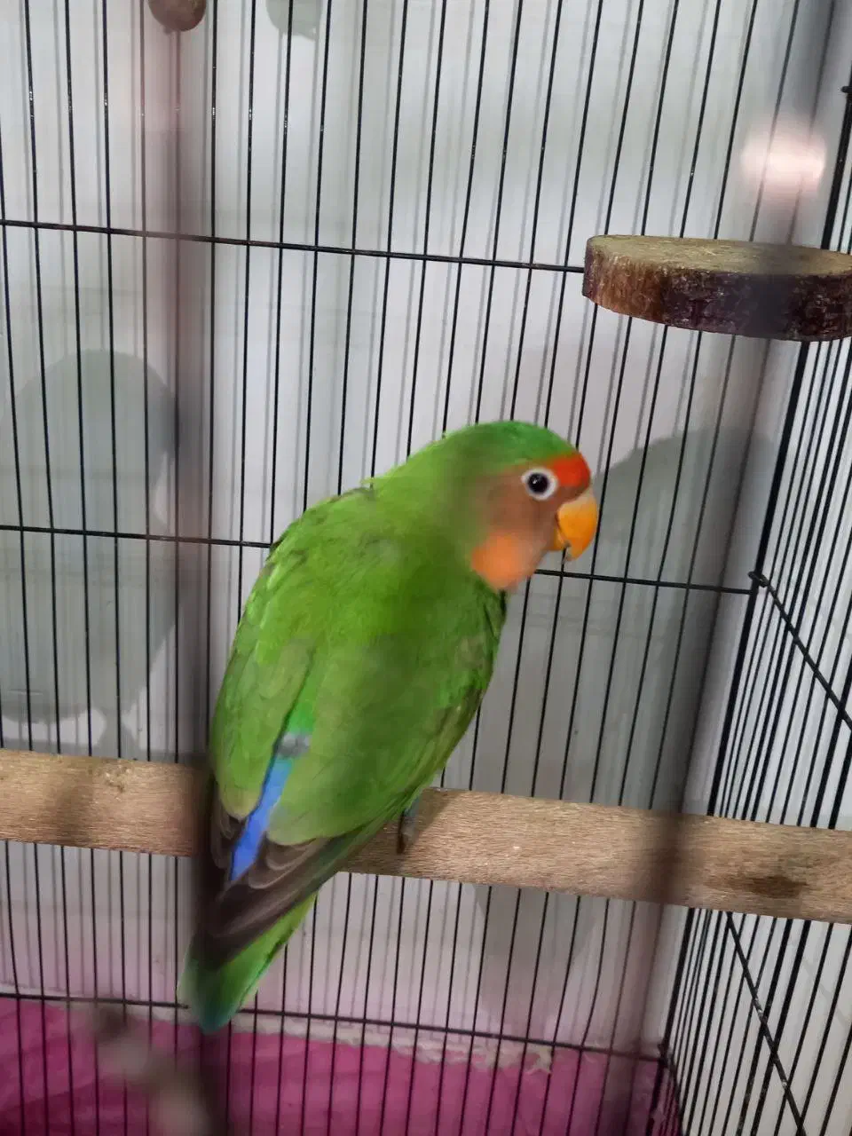 طوطی برزیلی کوتوله برزیلی|پرنده|صومعه‌سرا, |دیوار