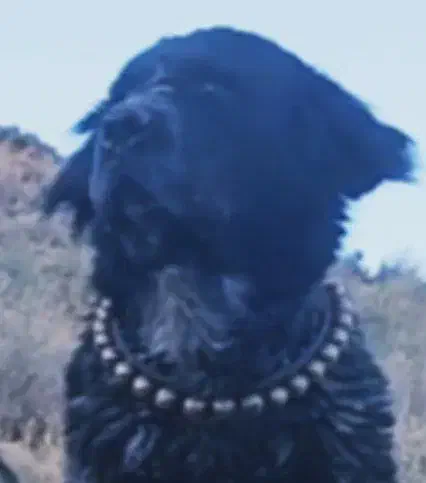 قهدریجانی نره با اصالت و همچی تمام|سگ|کرمان, |دیوار