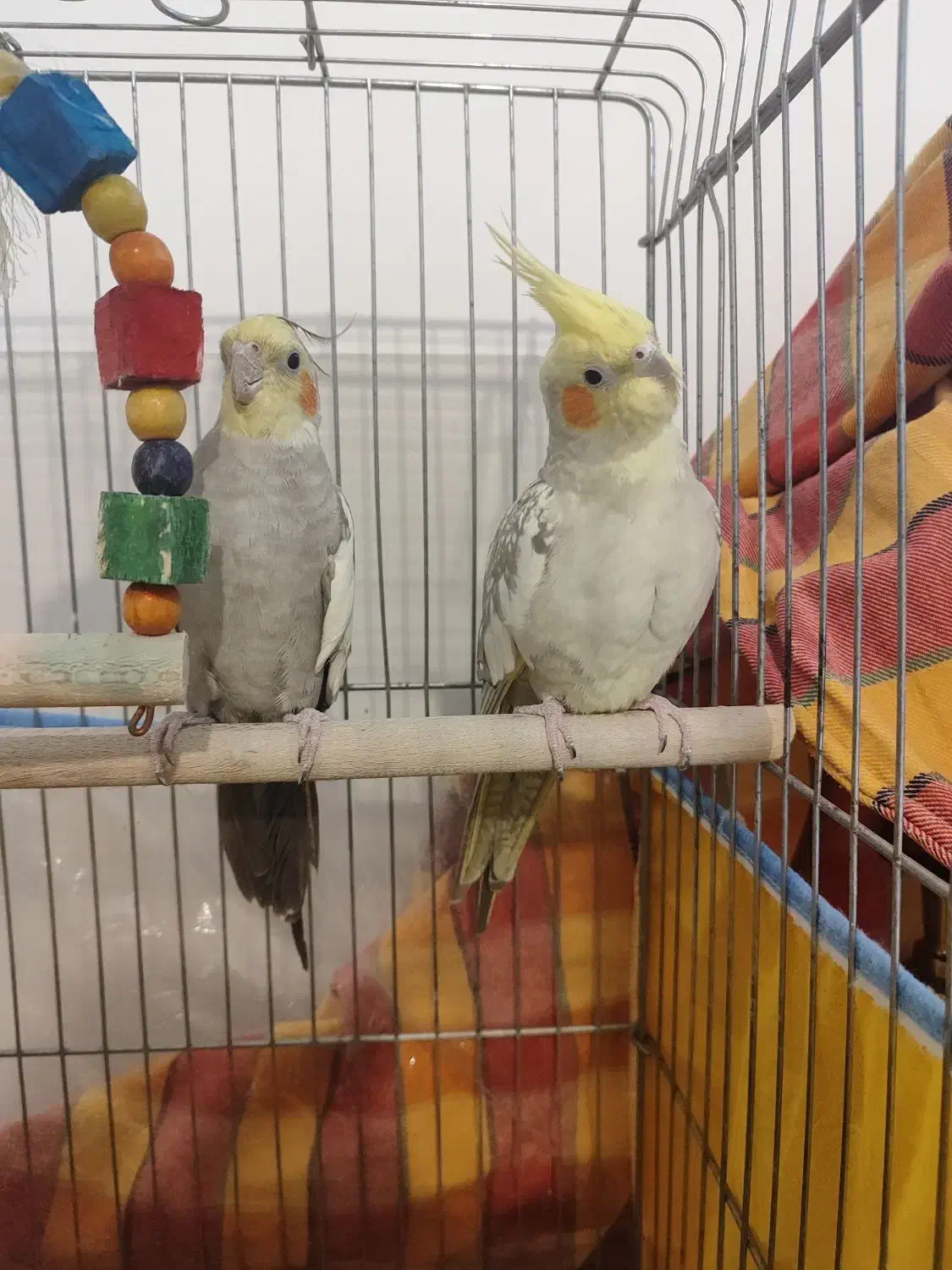 عروس هلندی فروش فوری|پرنده|زرقان, |دیوار