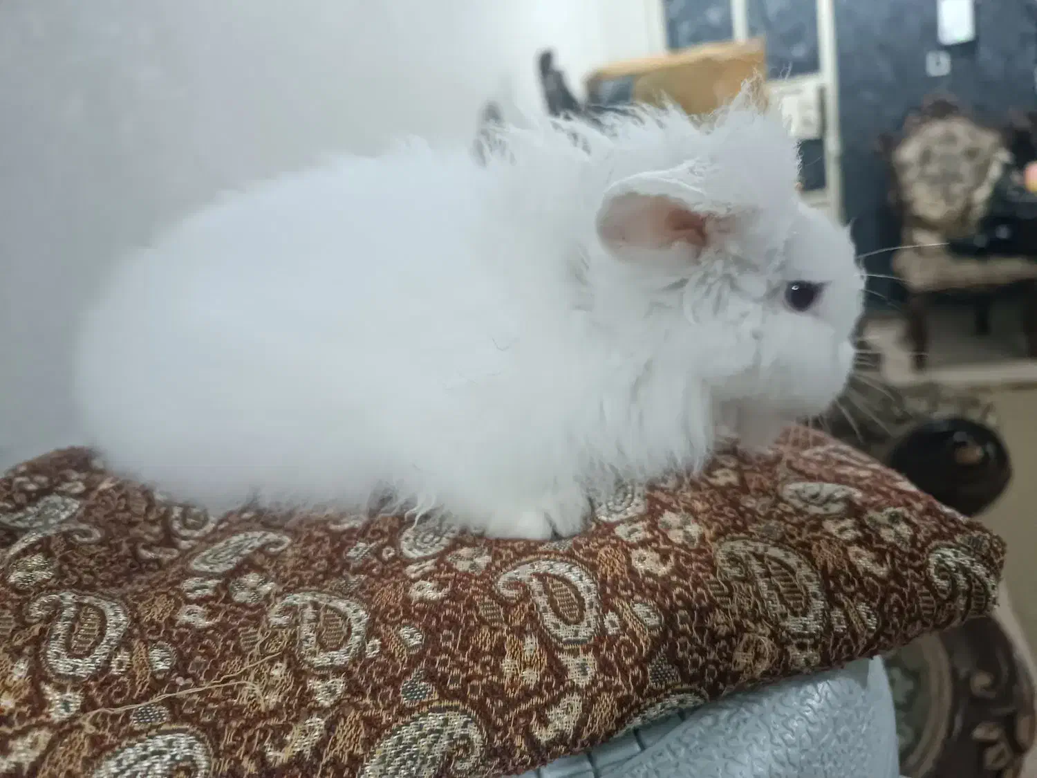 خرگوش لوپ چشم آبی|موش و خرگوش|شوشتر, |دیوار