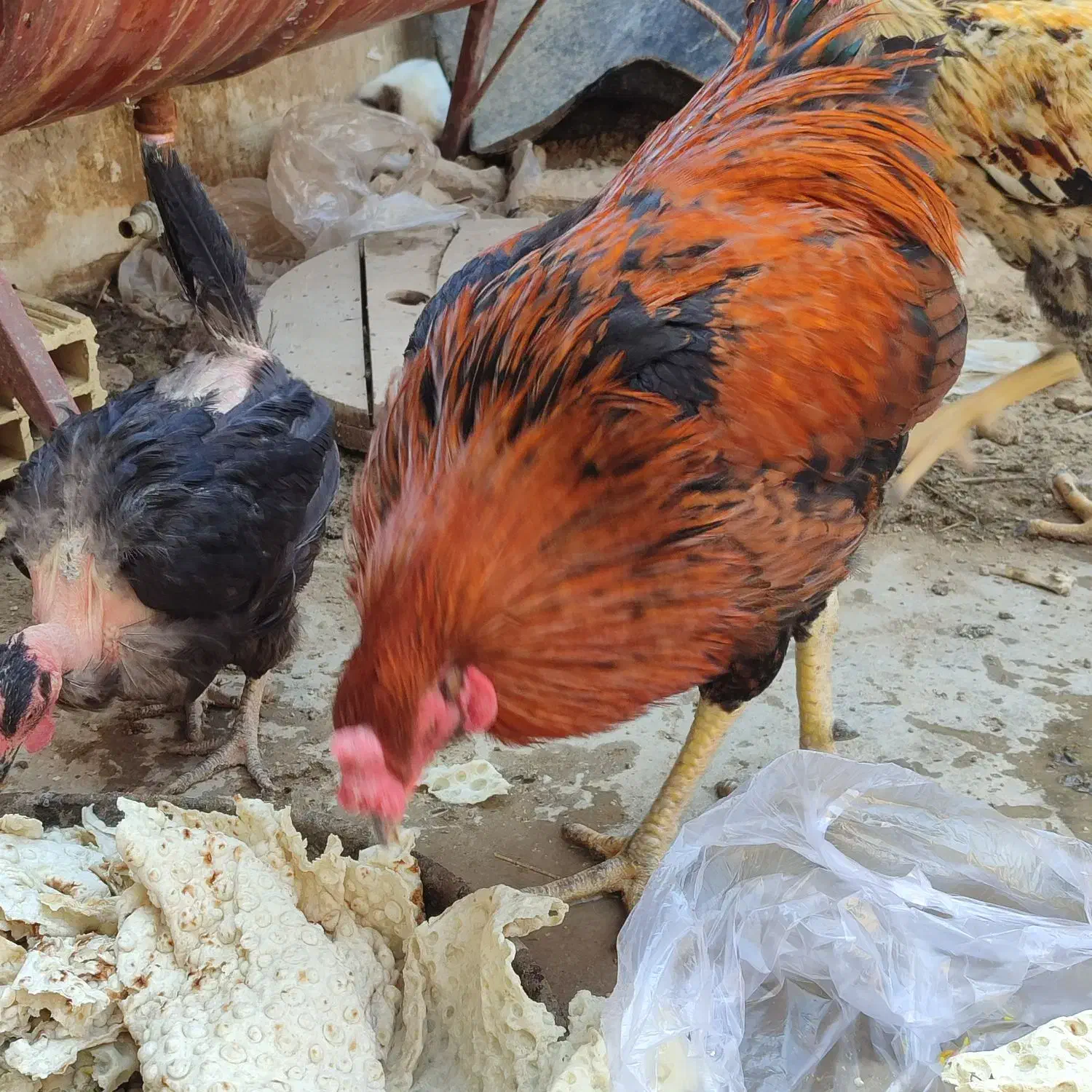 خروس|حیوانات مزرعه|برازجان, |دیوار