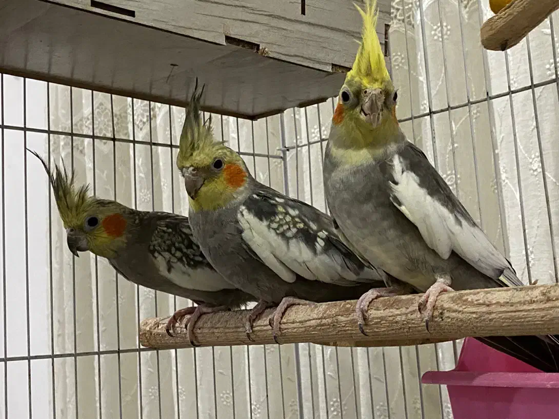 یک جفت عروس هلندی مولد-همراه با جوجه‌-لوازم تکمیل|پرنده|کلاچای, |دیوار