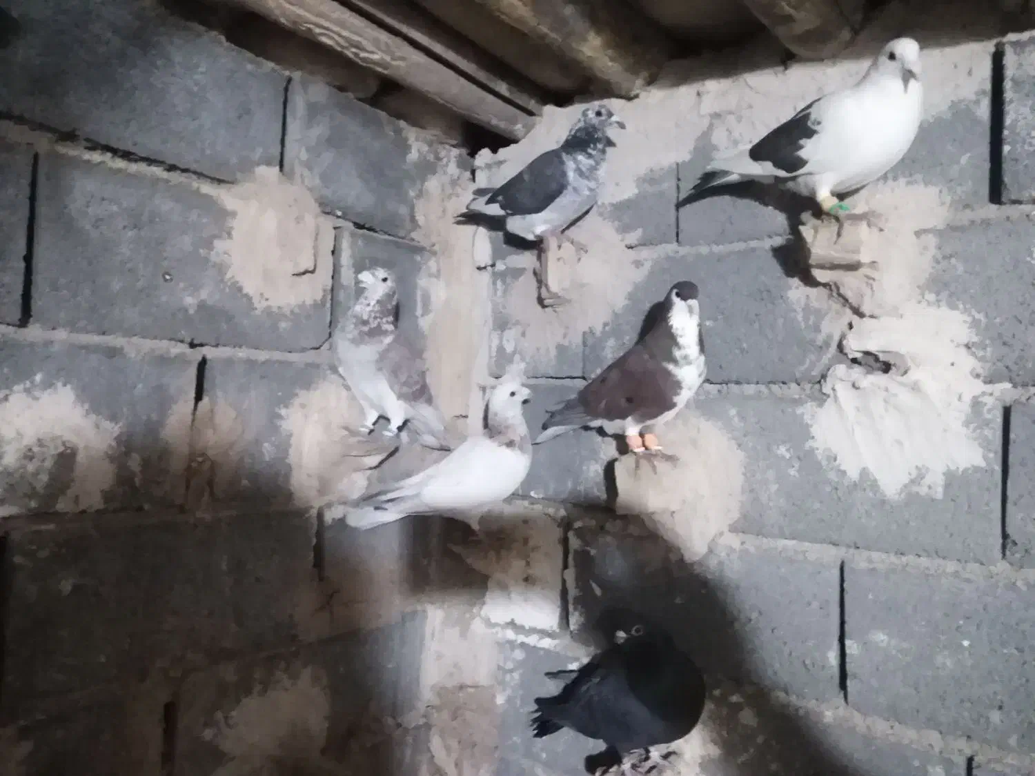 کبوتر پرشی|پرنده|فاروج, |دیوار