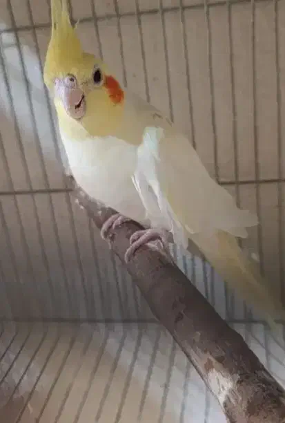 عروس هلندی|پرنده|برخوار, |دیوار