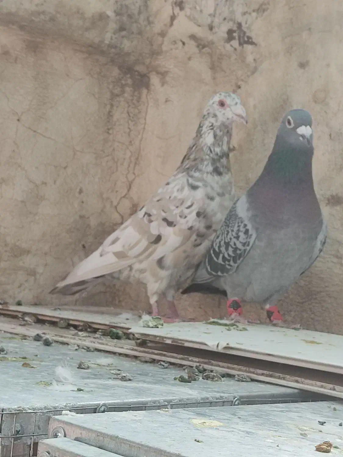 سرور|پرنده|شیراز, سجادیه|دیوار