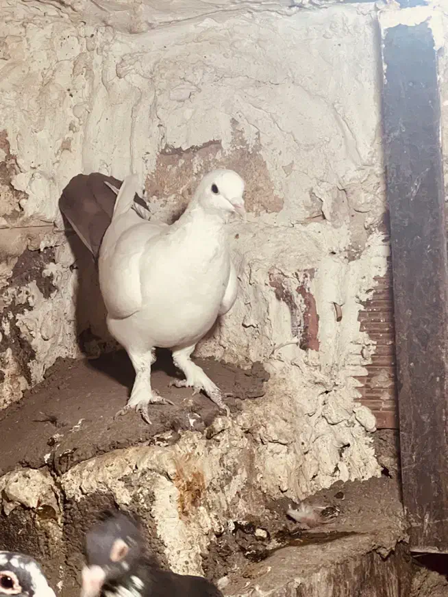 دو تا ماده|پرنده|کرمان, |دیوار